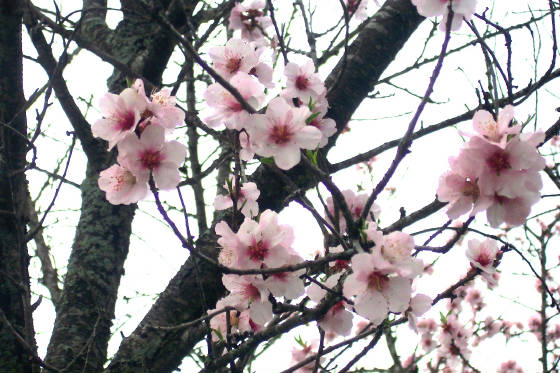 spring_0025.jpg