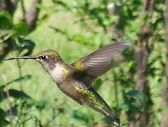 hummingbird3.jpg