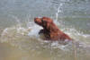 Red Loves To Swim